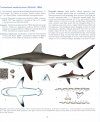 Field Guide for Sharks of the Genus Carcharhinus