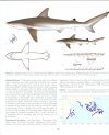 Field Guide for Sharks of the Genus Carcharhinus