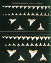 Field Guide for Sharks of the Genus Carcharhinus