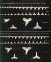 Field Guide for Sharks of the Genus Carcharhinus