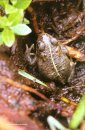 Amphibian Habitat Management Handbook | NHBS Academic & Professional Books