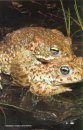 Amphibian Habitat Management Handbook