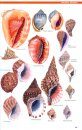 Field Guide to the Seashores of Eastern Africa and the Western Indian Ocean Islands