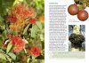 Britain's Plant Galls