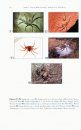 ZooKeys 99: The Spider Family Selenopidae (Arachnida, Araneae) in Australasia and the Oriental Region