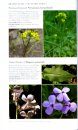 The Plants of Acadia National Park