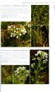 The Plants of Acadia National Park