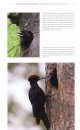 The Black Woodpecker