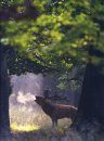 Trees and Forests: Wild Wonders of Europe