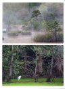 Trees and Forests: Wild Wonders of Europe