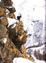 Trees and Forests: Wild Wonders of Europe