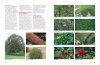 Dirr's Encyclopedia of Trees & Shrubs