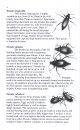 The Complete Guide to Rearing Darkling Beetles