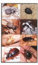 The Complete Guide to Rearing Darkling Beetles