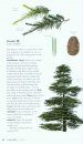 Collins British Tree Guide