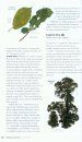 Collins British Tree Guide