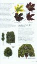 Collins British Tree Guide