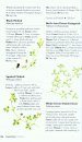 Collins British Common Wild Flower Guide