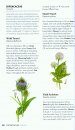 Collins British Common Wild Flower Guide