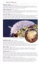 Collins Complete Guide to British Coastal Wildlife