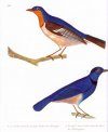 Birds: Adapted from Georges-Louis Leclerc, Compte de Buffon's "Histoire Naturelle"