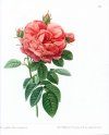 Roses: Adapted from Pierre-Joseph Redoute's Les Rosesand James Sowerby's English Botany