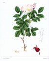 Roses: Adapted from Pierre-Joseph Redoute's Les Rosesand James Sowerby's English Botany