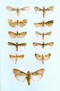 Heterocera Sumatrana, Volume 3 (Green Book): Die Phycitinae von Sumatra (Lepidoptera: Pyralidae) [The Phycitinae of Sumatra]