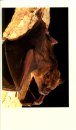 Bats of the United States and Canada
