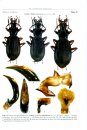 The Carabus of Abkhazia, Caucasus (Coleoptera, Carabidae)