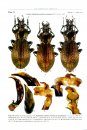 The Carabus of Abkhazia, Caucasus (Coleoptera, Carabidae)