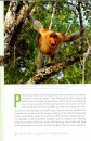 The Natural History of the Proboscis Monkey