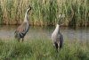 The Norfolk Cranes' Story