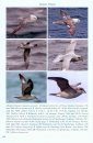 Multimedia Identification Guide to North Atlantic Seabirds: Albatrosses and Fulmarine Petrels