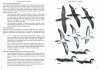 Multimedia Identification Guide to North Atlantic Seabirds: Shearwaters: Jouanin's & White-Chinned Petrels