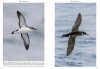 Multimedia Identification Guide to North Atlantic Seabirds: Shearwaters: Jouanin's & White-Chinned Petrels