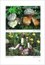 Fungi non Delineati 56-57: Characteristic and Rare Species of Gasteromycetes in Eupannonicum