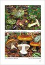 Fungi non Delineati 58-59: Cortinarius Ibero-Insulares 3 [Italian]