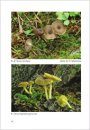Fungi non Delineati 61: Rare and Noteworthy Species of Agarics from the Western Caucasus