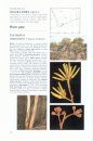 Field Guide to Eucalypts, Volume 2