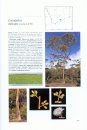 Field Guide to Eucalypts, Volume 2