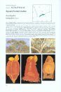 Field Guide to Eucalypts, Volume 2