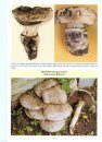 The Genus Agaricus in Britain