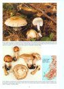 The Genus Agaricus in Britain
