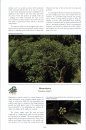 Wardle's Native Trees of New Zealand and their Story