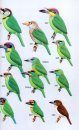 A Field Guide to the Birds of Peninsular Malaysia and Singapore