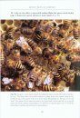 Honey Bees of Borneo
