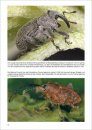 Die Rüsselkäfer Baden-Württembergs [The Snout Beetles (Curculionidae) of Baden-Wurttemberg]