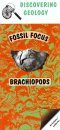 Brachiopods: Fossil Focus Guide