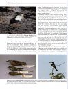 Die Vogelwelt der Insel Helgoland [The Birdlife of the Island of Helgoland]